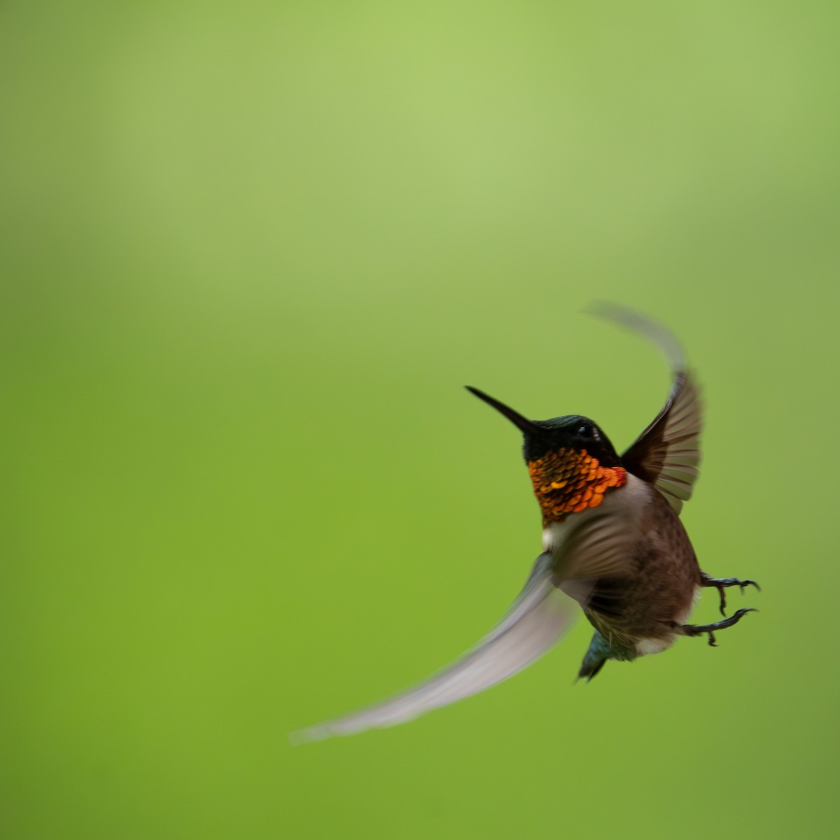 Ruby-throated Hummingbird - Bernard Rodrigue