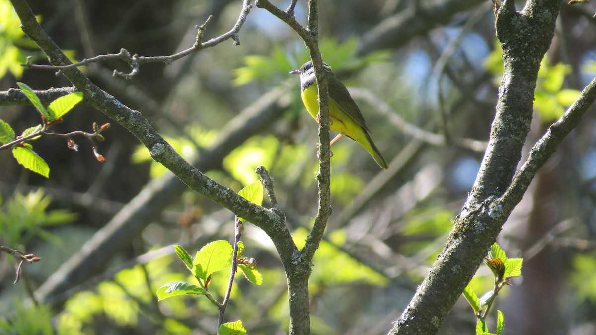 Mourning Warbler - Jennie Lanzendorf