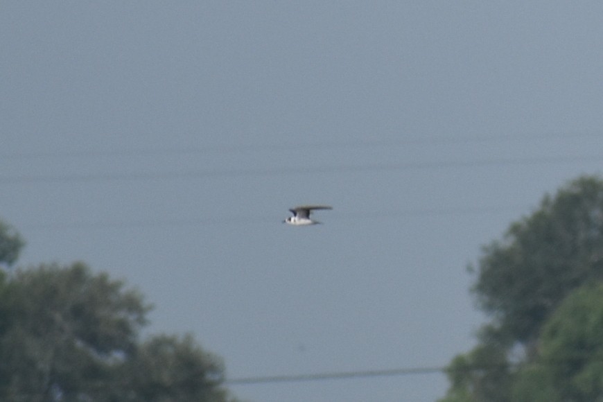 Black Tern - Claire H