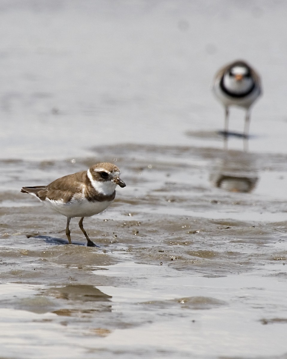 Semipalmated Plover - Rachel Holzman