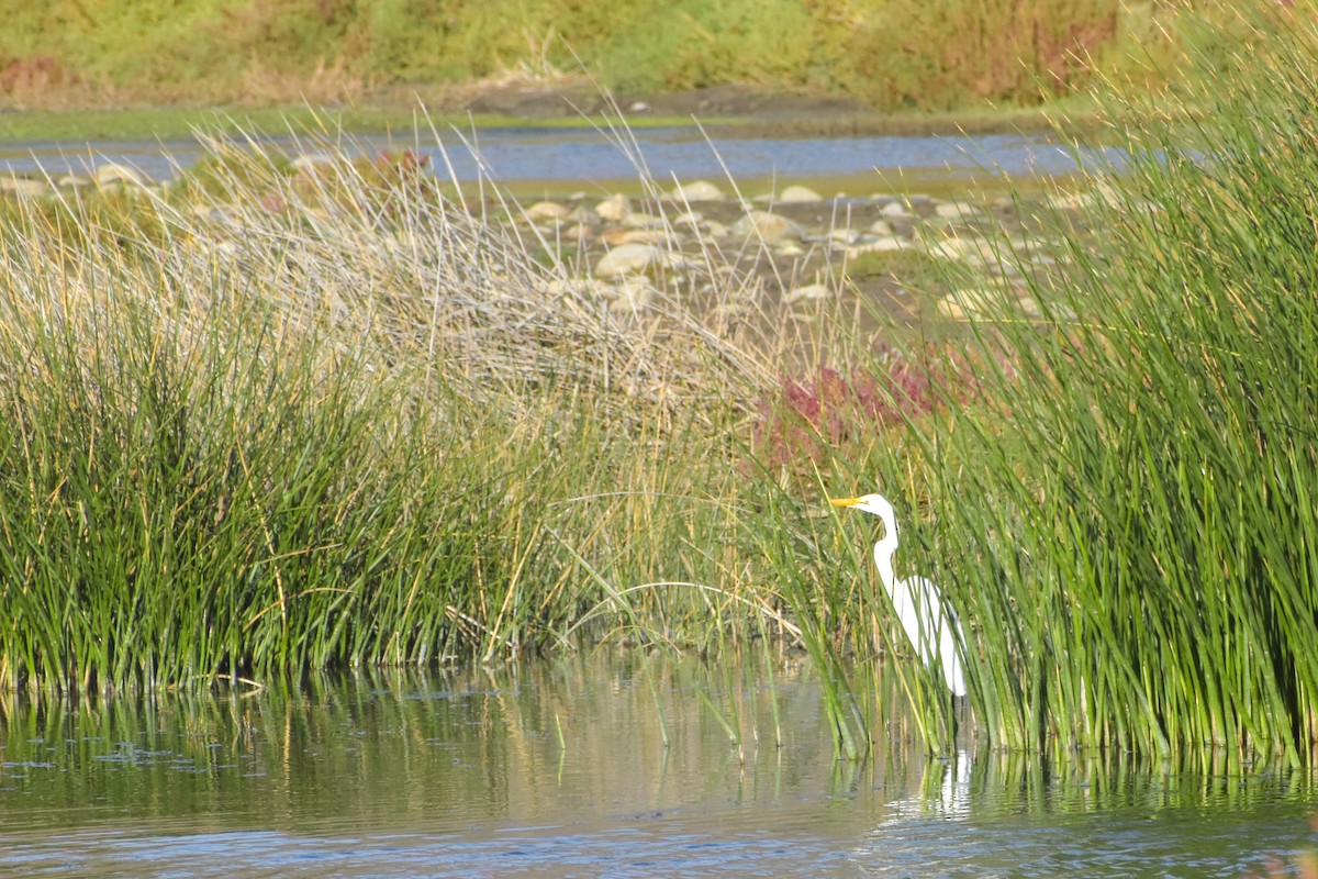 Great Egret - Víctor Hugo Sarabia Sánchez