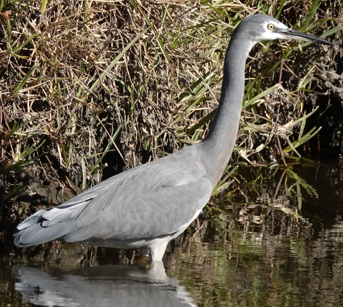 White-faced Heron - Alan Coates