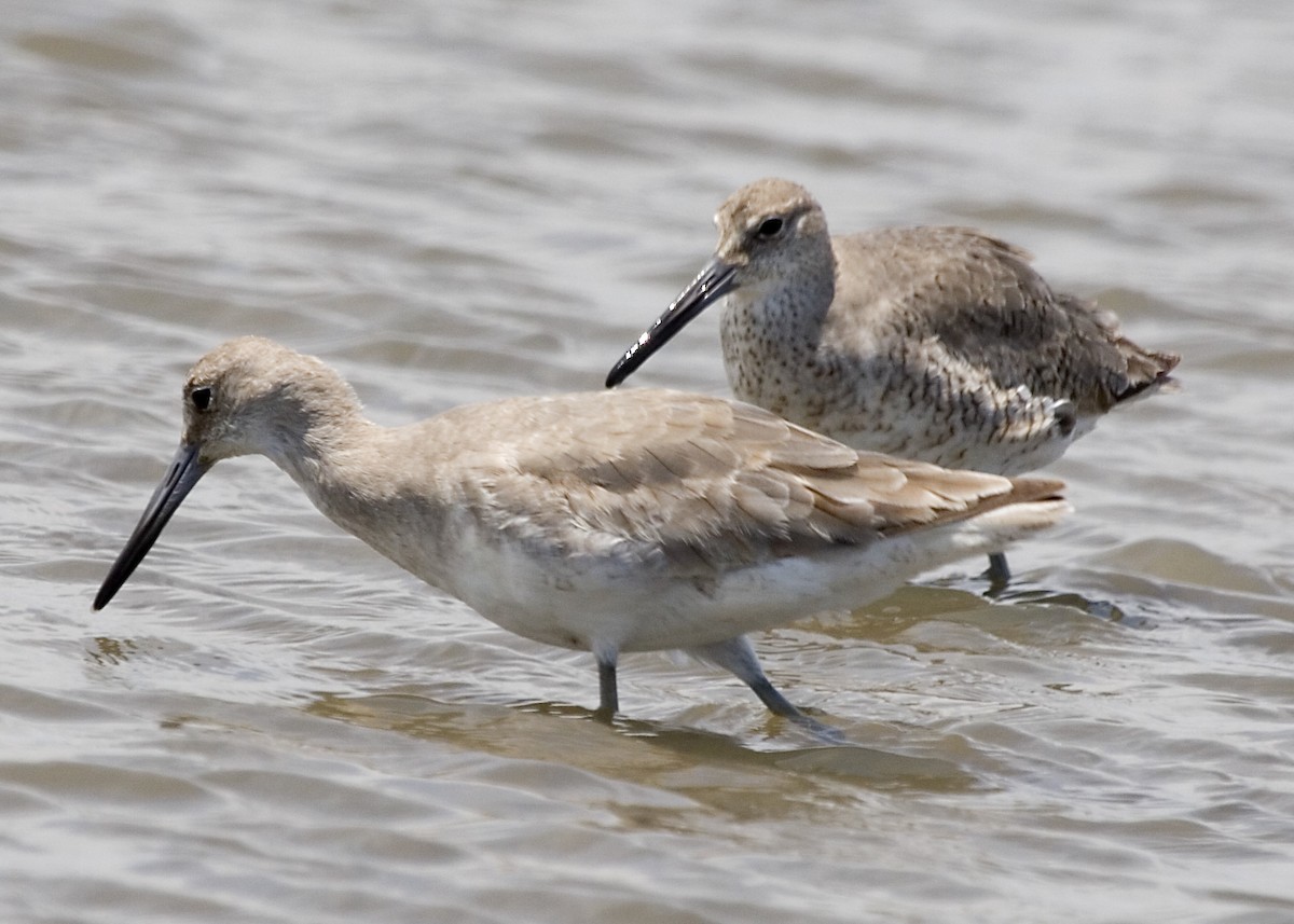 Willet - ML619425561