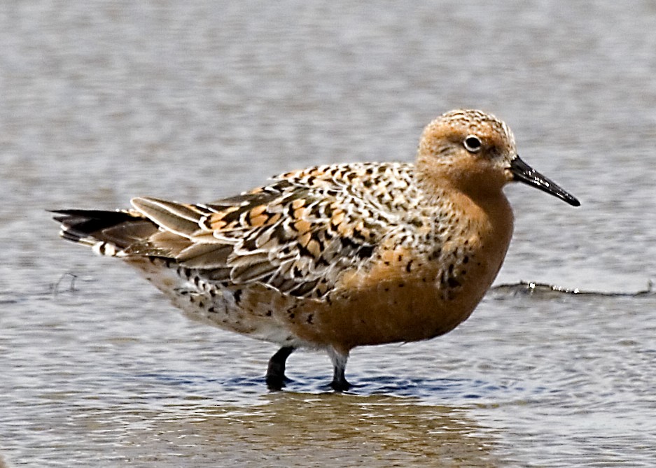 Red Knot - Rachel Holzman