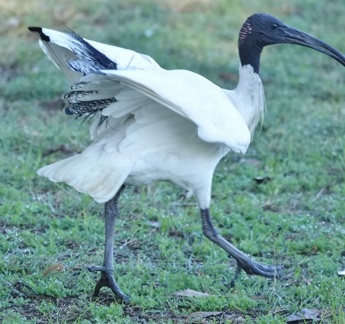 Australian Ibis - Alan Coates