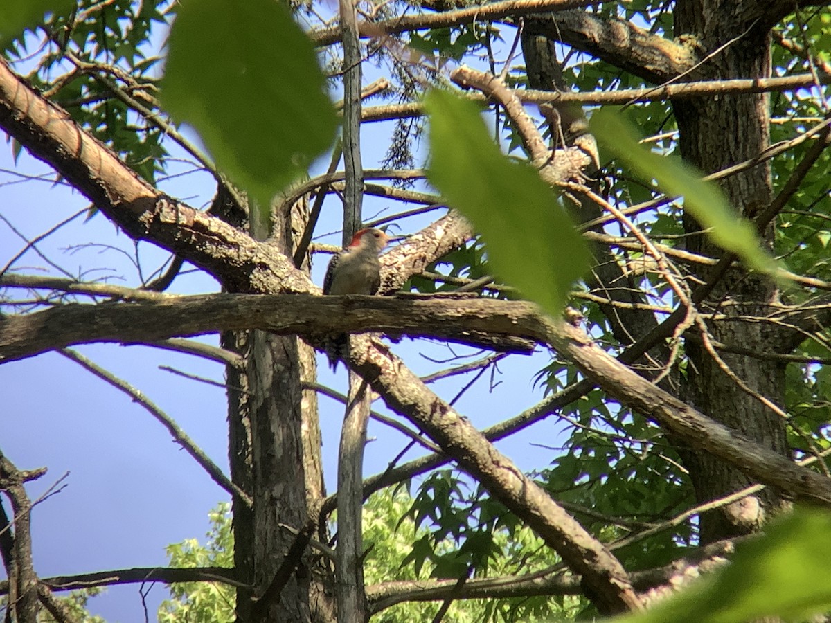 Red-bellied Woodpecker - Vivian Young