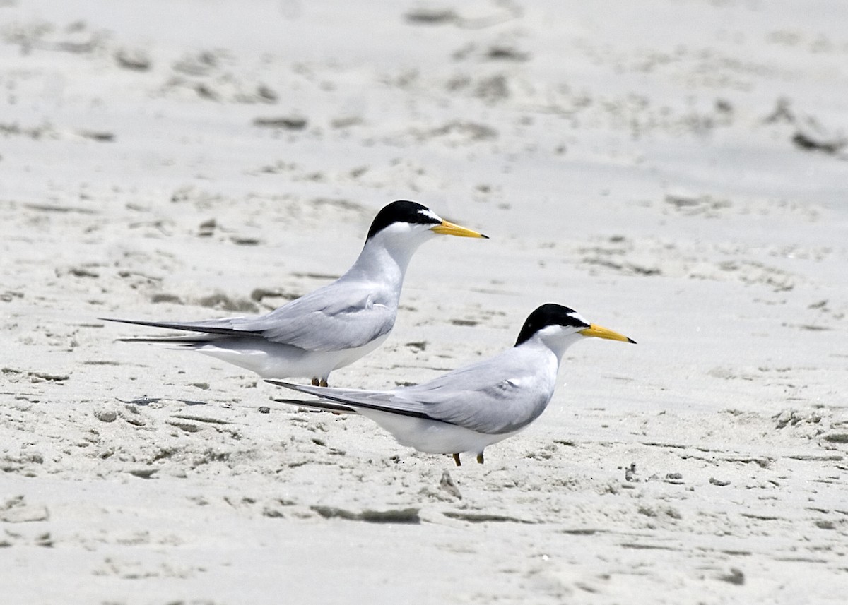 Least Tern - ML619425586