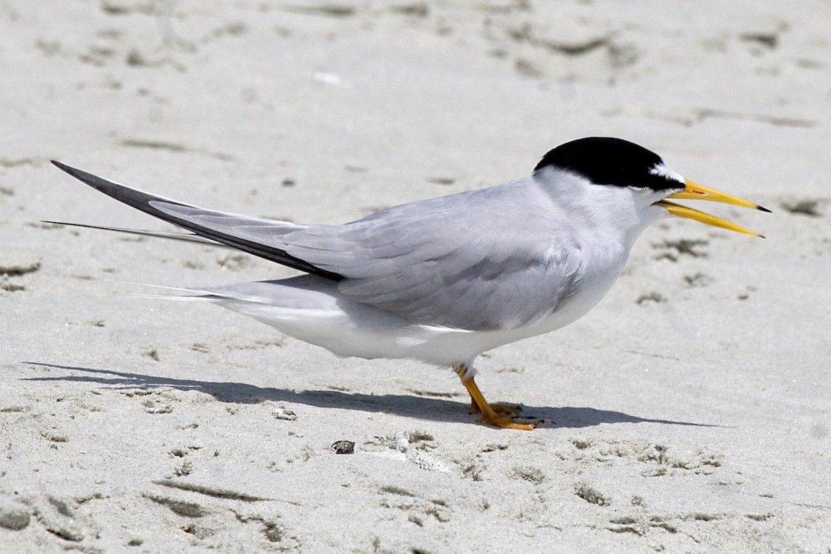 Least Tern - Rachel Holzman