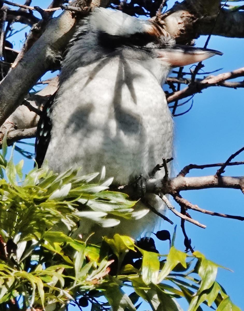 Laughing Kookaburra - Alan Coates