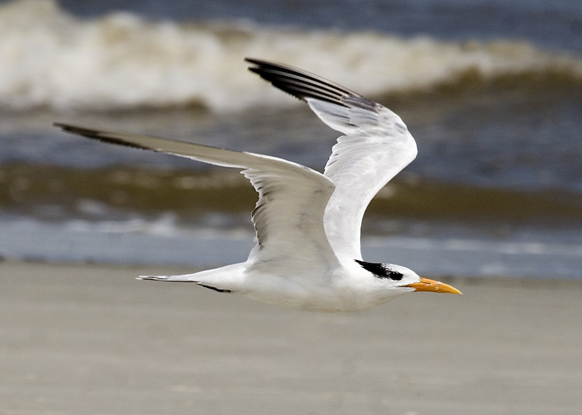 Royal Tern - Rachel Holzman