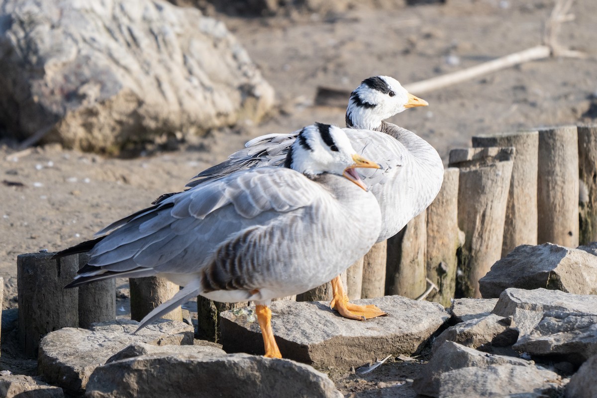 Bar-headed Goose - ML619425591