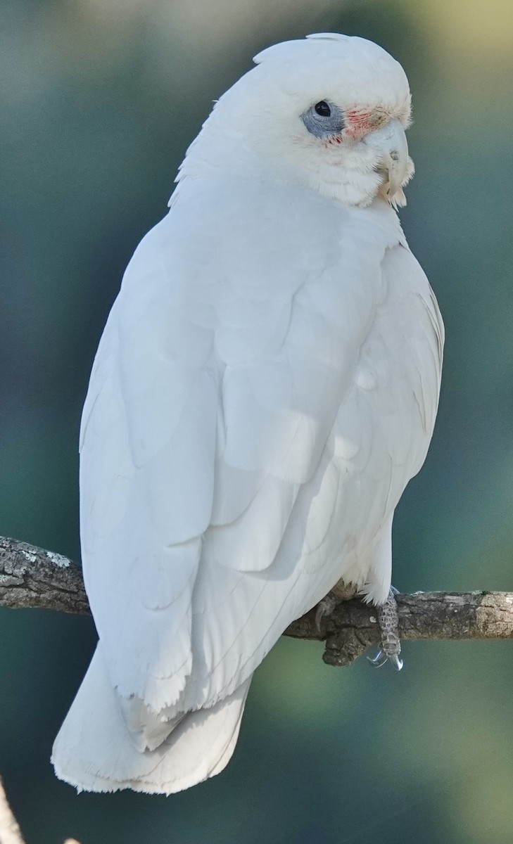 Little Corella - Alan Coates