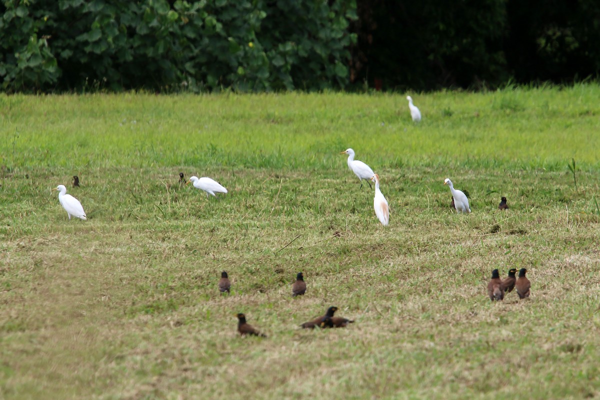 Western Cattle Egret - William Clark