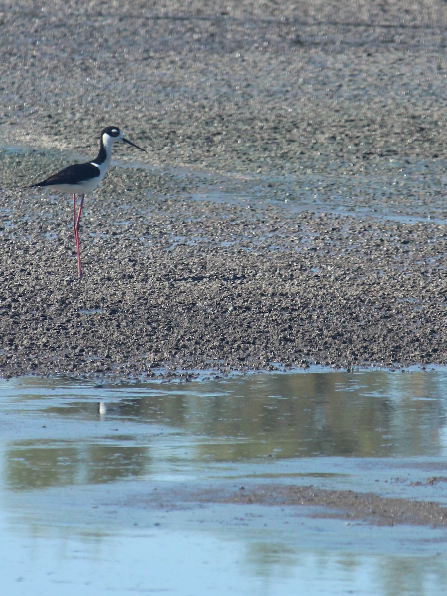 Black-necked Stilt - Zoe Diacou