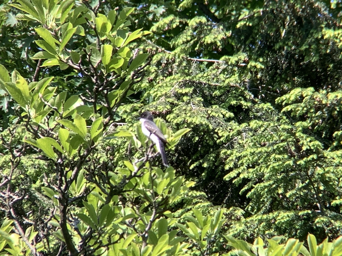 Eastern Kingbird - Vivian Young