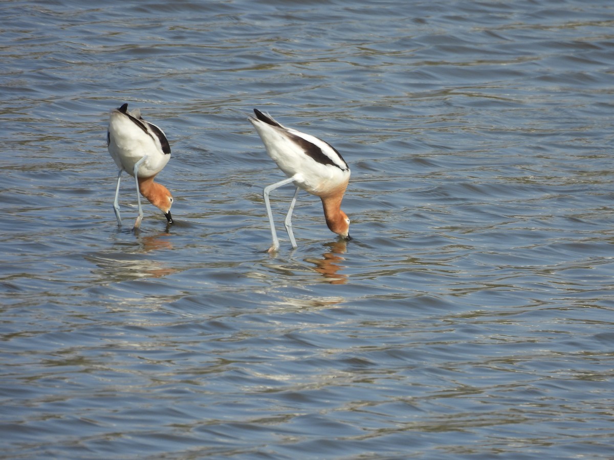 Avocette d'Amérique - ML619425622