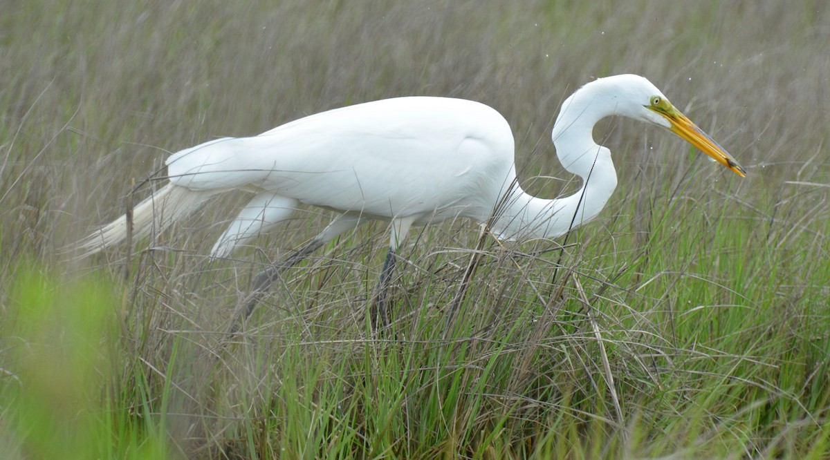 Great Egret - Micky Komara