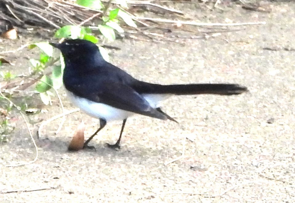 Willie-wagtail - Suzanne Foley
