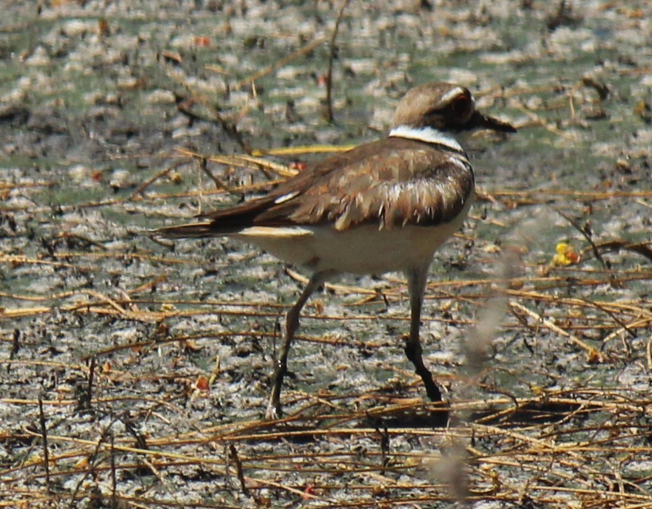 Killdeer - Zoe Diacou