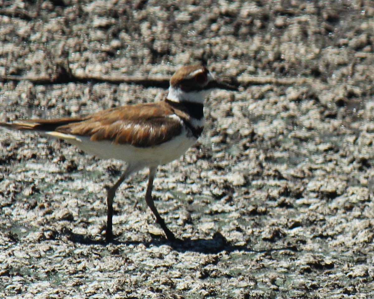 Killdeer - Zoe Diacou