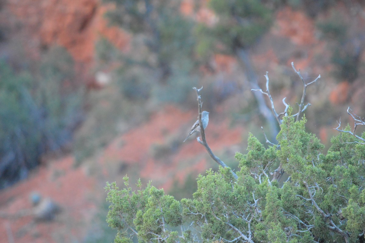 Townsend's Solitaire - ML619425651