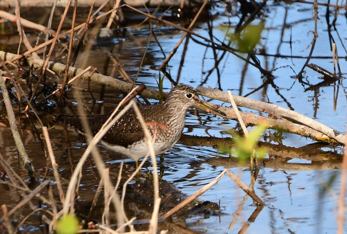 Greater Yellowlegs - Michele Chartier