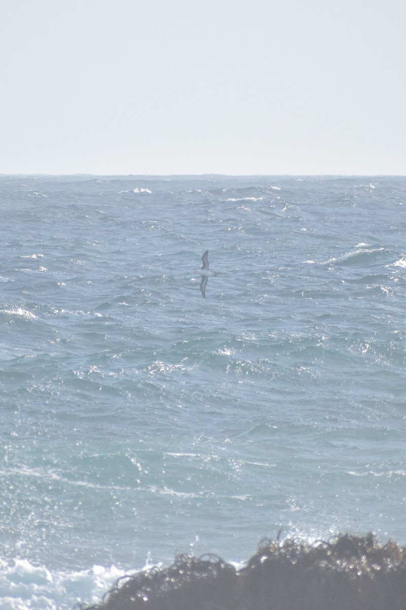 Black-browed Albatross - Víctor Hugo Sarabia Sánchez