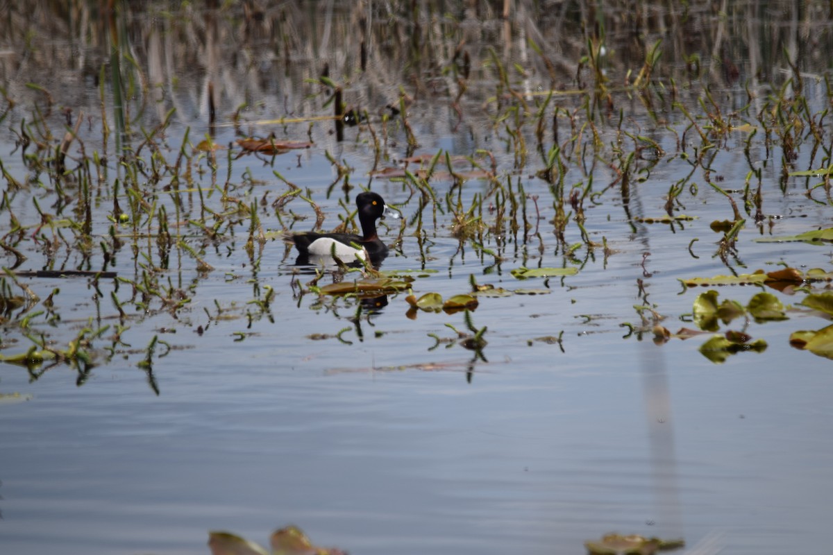 Ring-necked Duck - Keith Lee