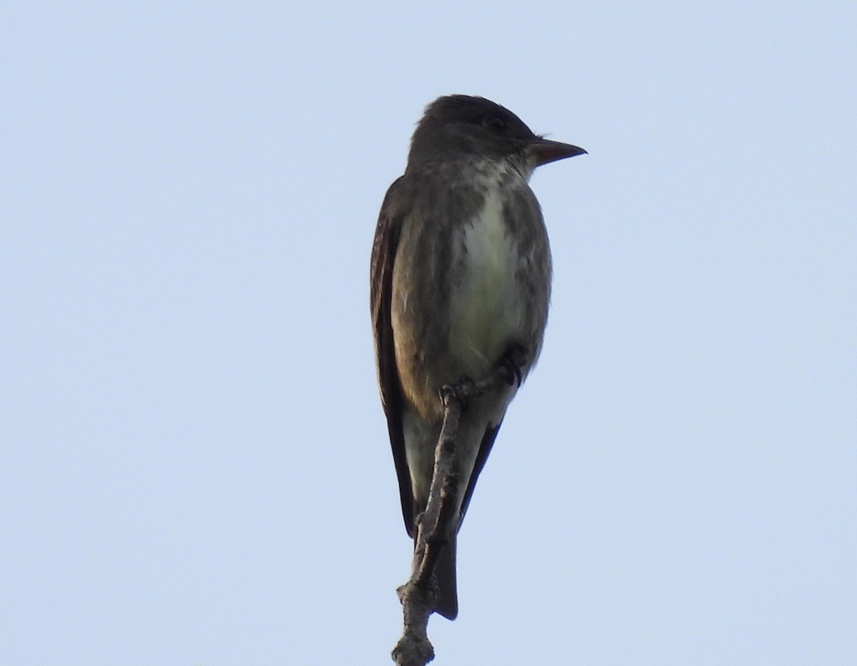Olive-sided Flycatcher - Laura Griffin