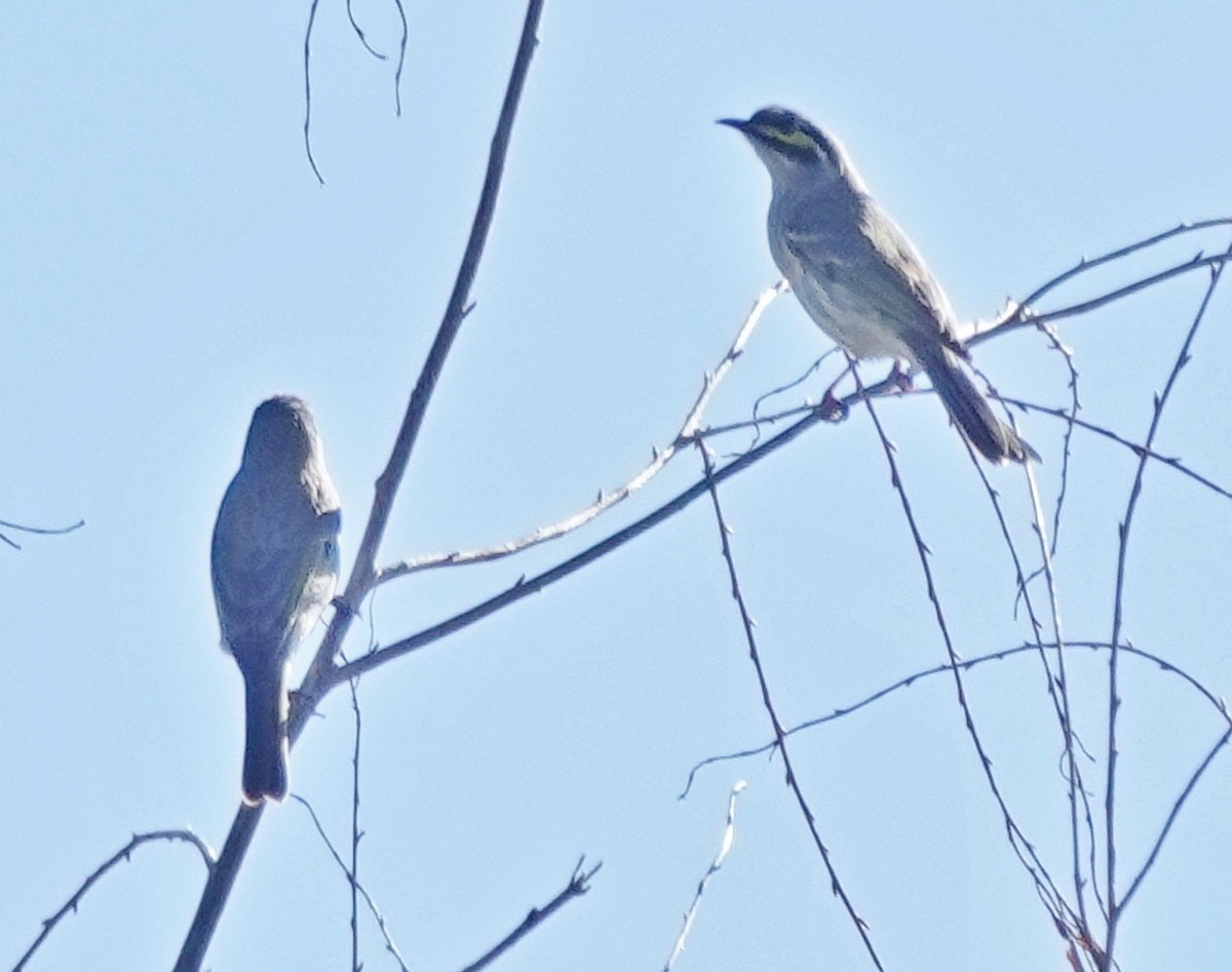 Yellow-faced Honeyeater - Alan Coates