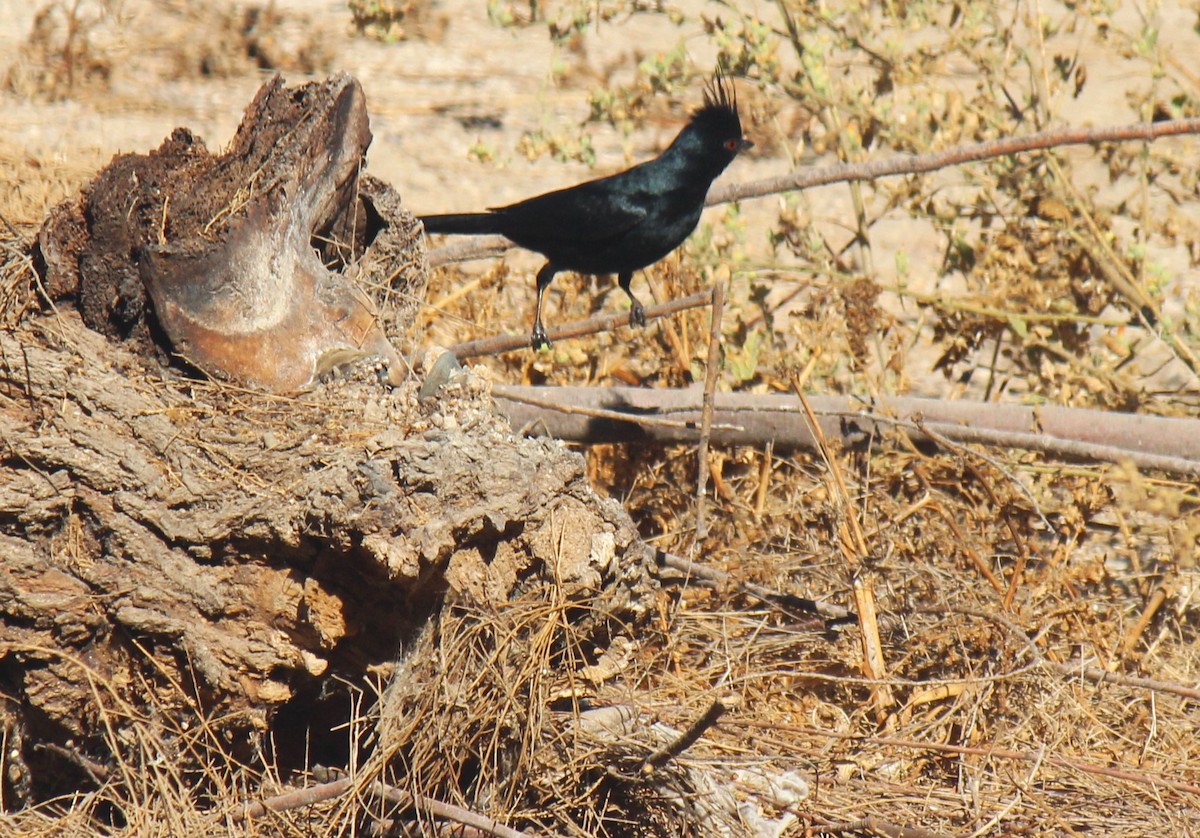 Phainopepla - Zoe Diacou