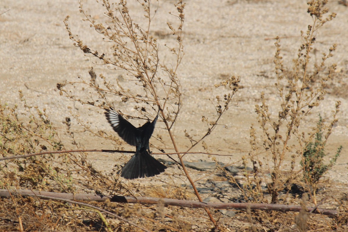 Phainopepla - Zoe Diacou