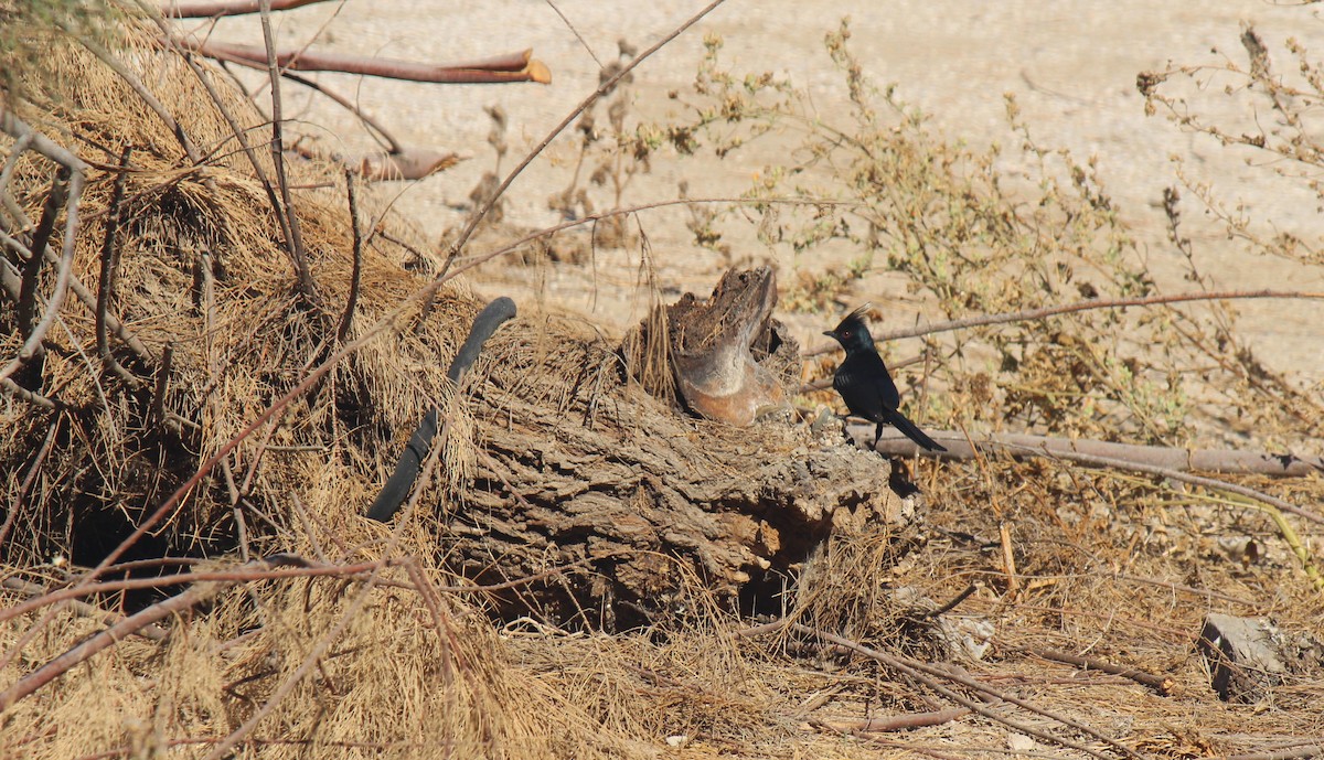 Phainopepla - Zoe Diacou