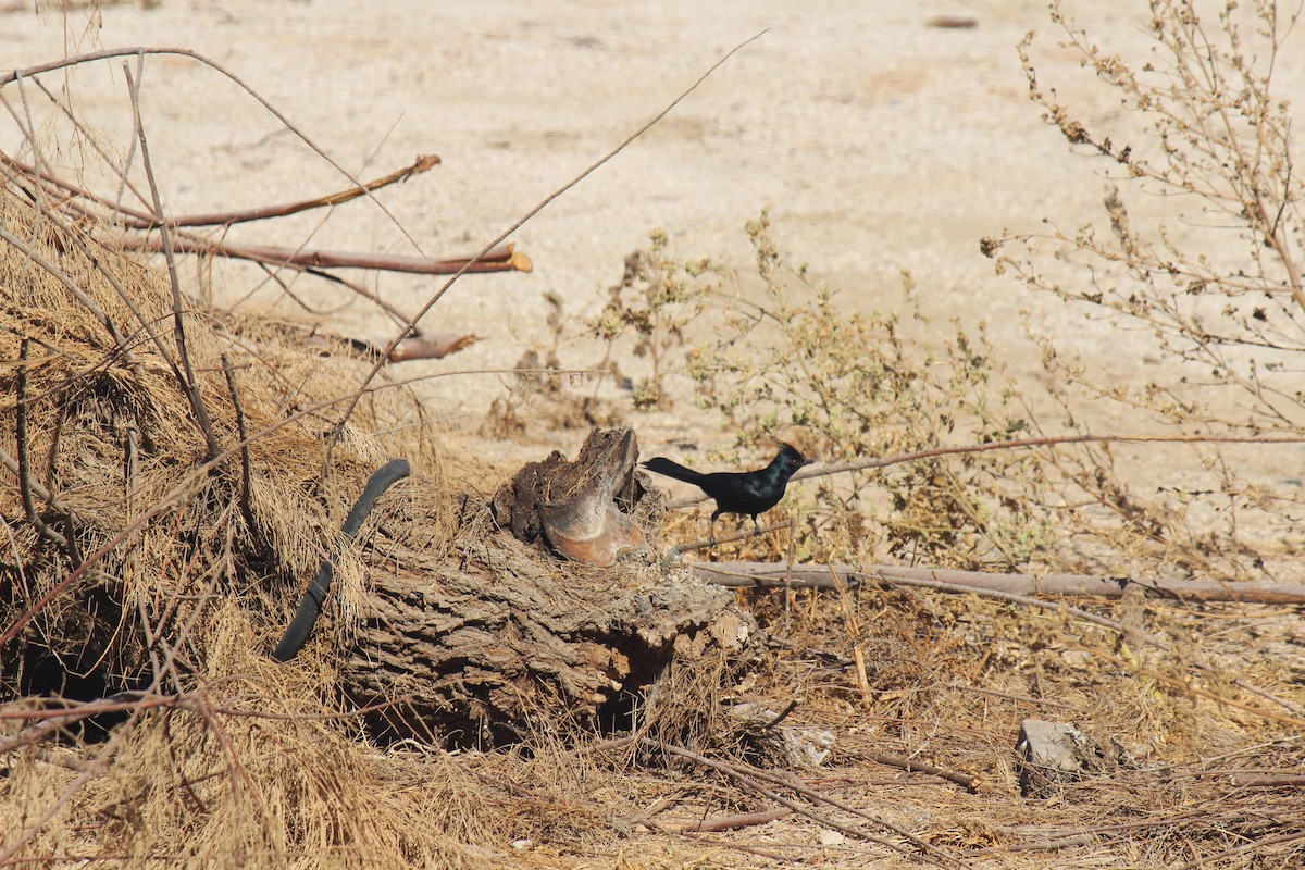 Phainopepla - Zoe Diacou