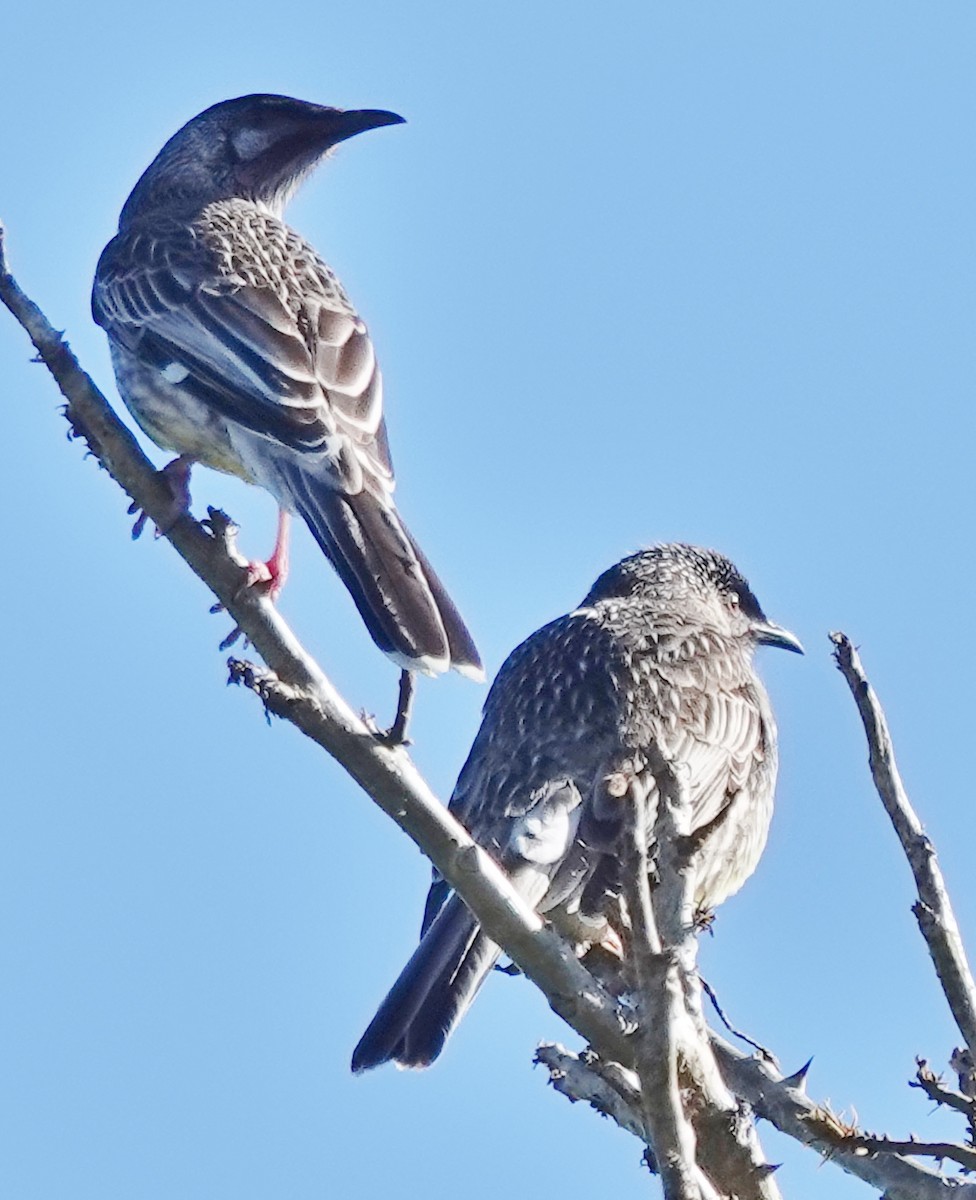 Red Wattlebird - Alan Coates