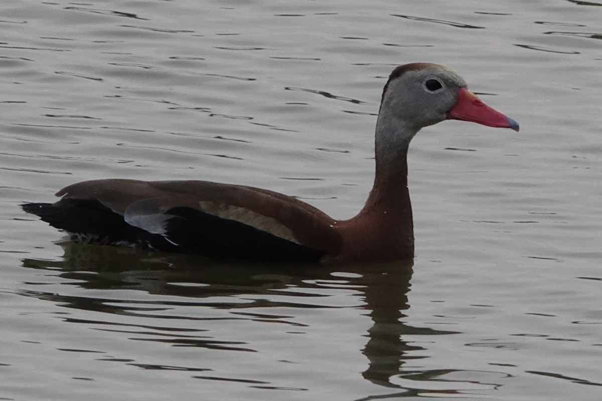 Black-bellied Whistling-Duck - B P