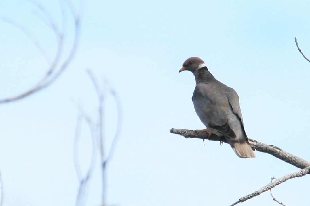 Band-tailed Pigeon - Henry Mauer