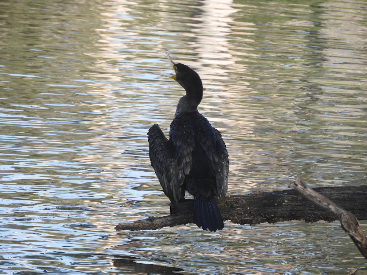 Great Cormorant - ML619425716