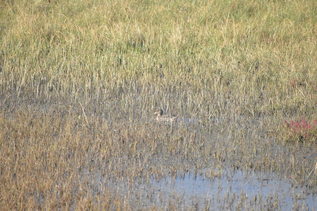 Yellow-billed Teal - Víctor Hugo Sarabia Sánchez