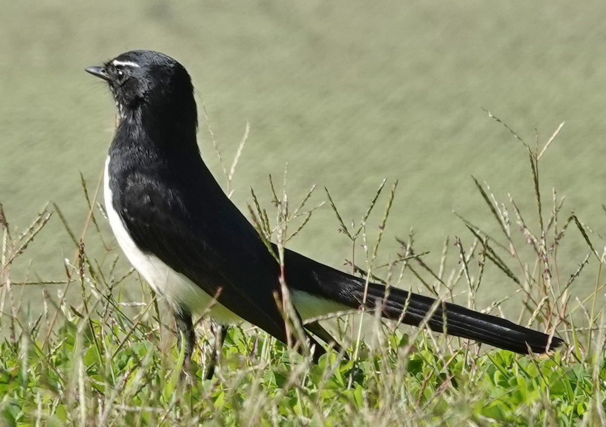 Willie-wagtail - Alan Coates