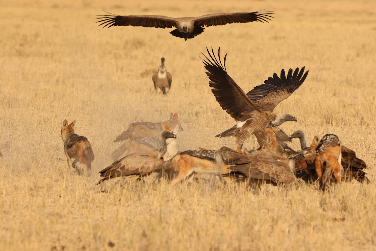 White-backed Vulture - Ada Alden