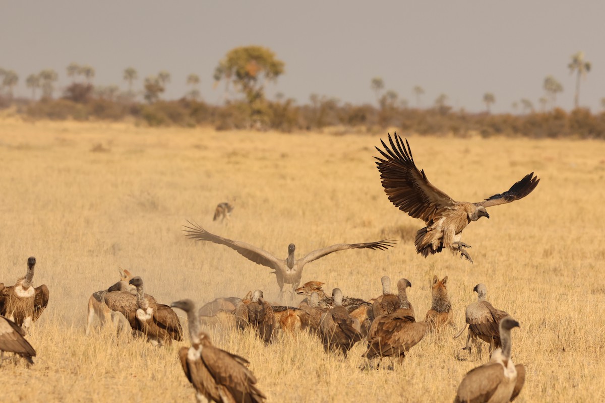 White-backed Vulture - Ada Alden