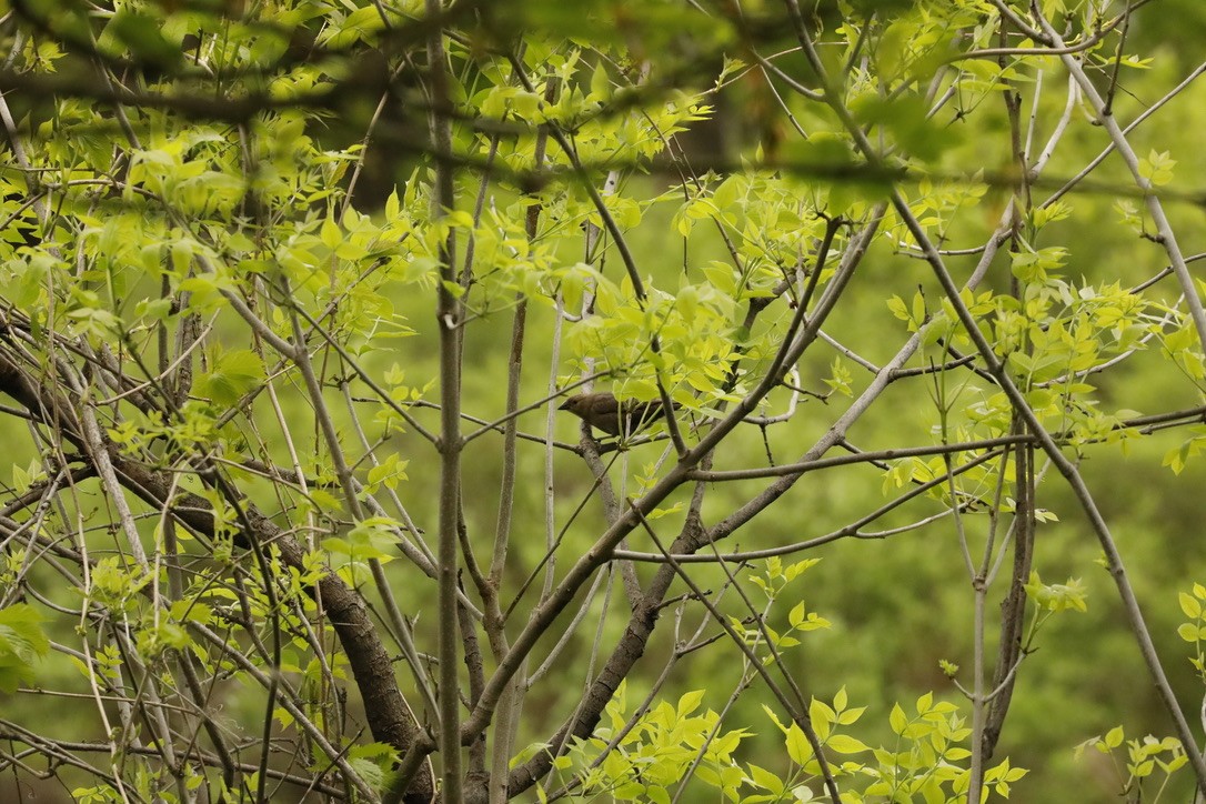 Brown-headed Cowbird - Aaron Loken