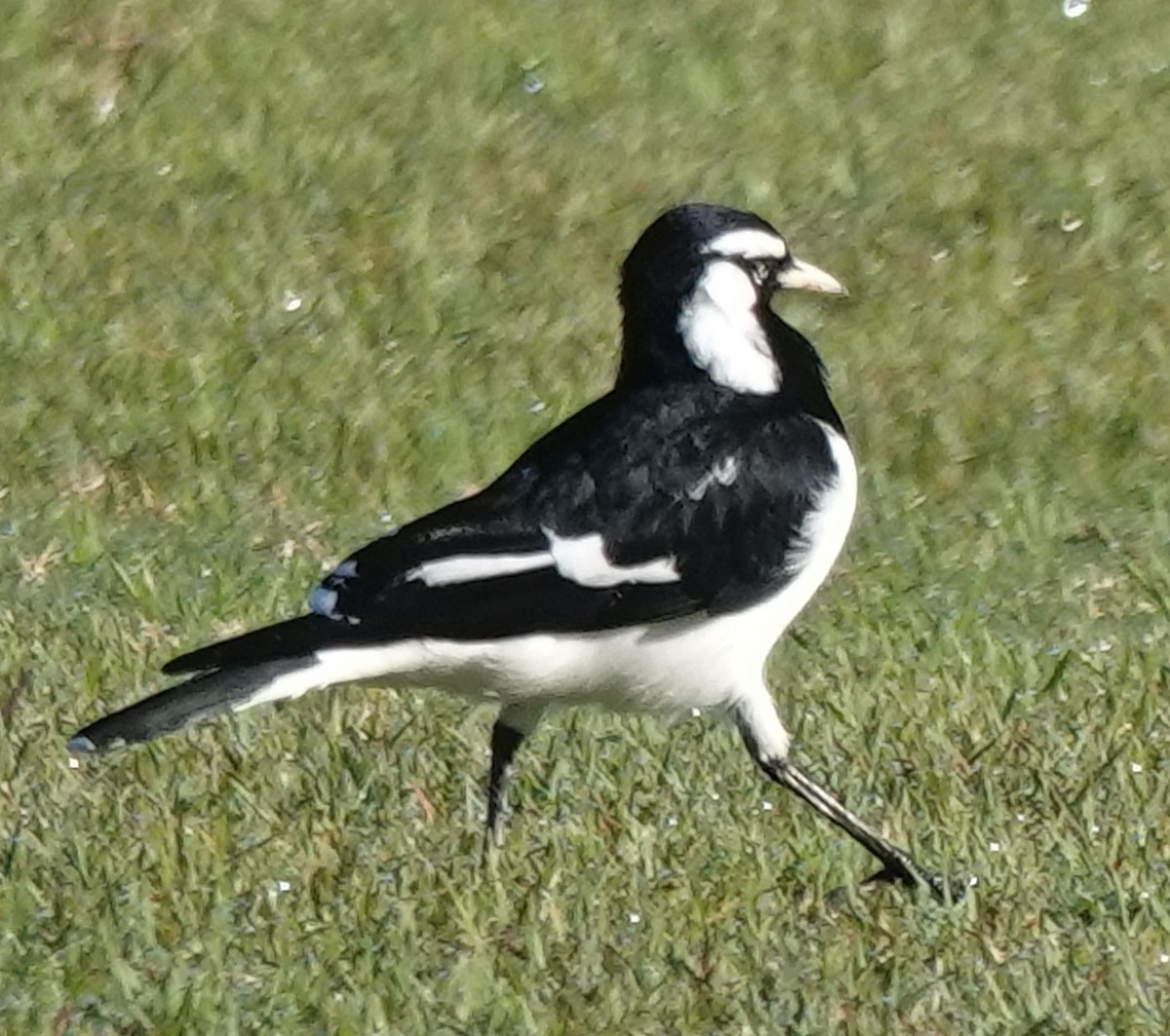 Magpie-lark - Alan Coates