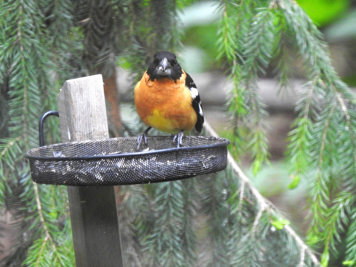 Black-headed Grosbeak - ML619425754