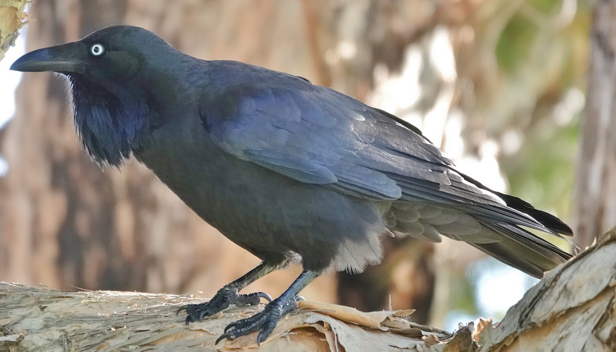 Australian Raven - Alan Coates