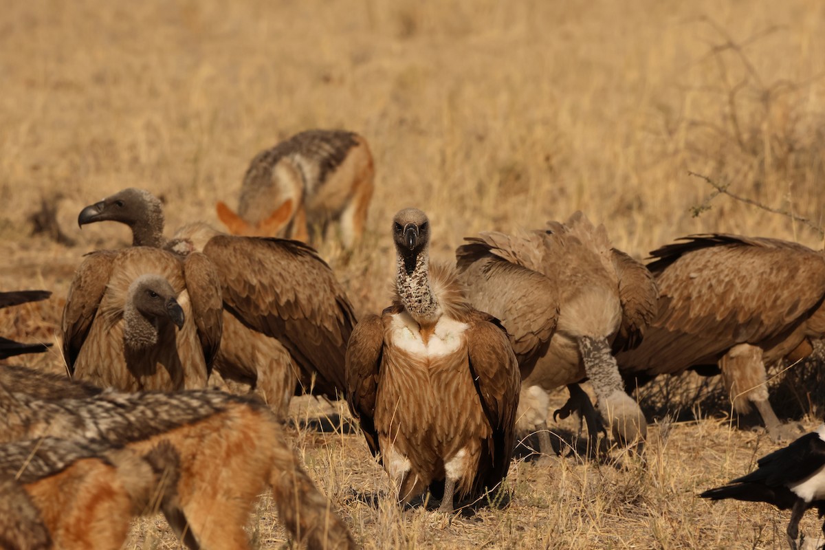 White-backed Vulture - Ada Alden