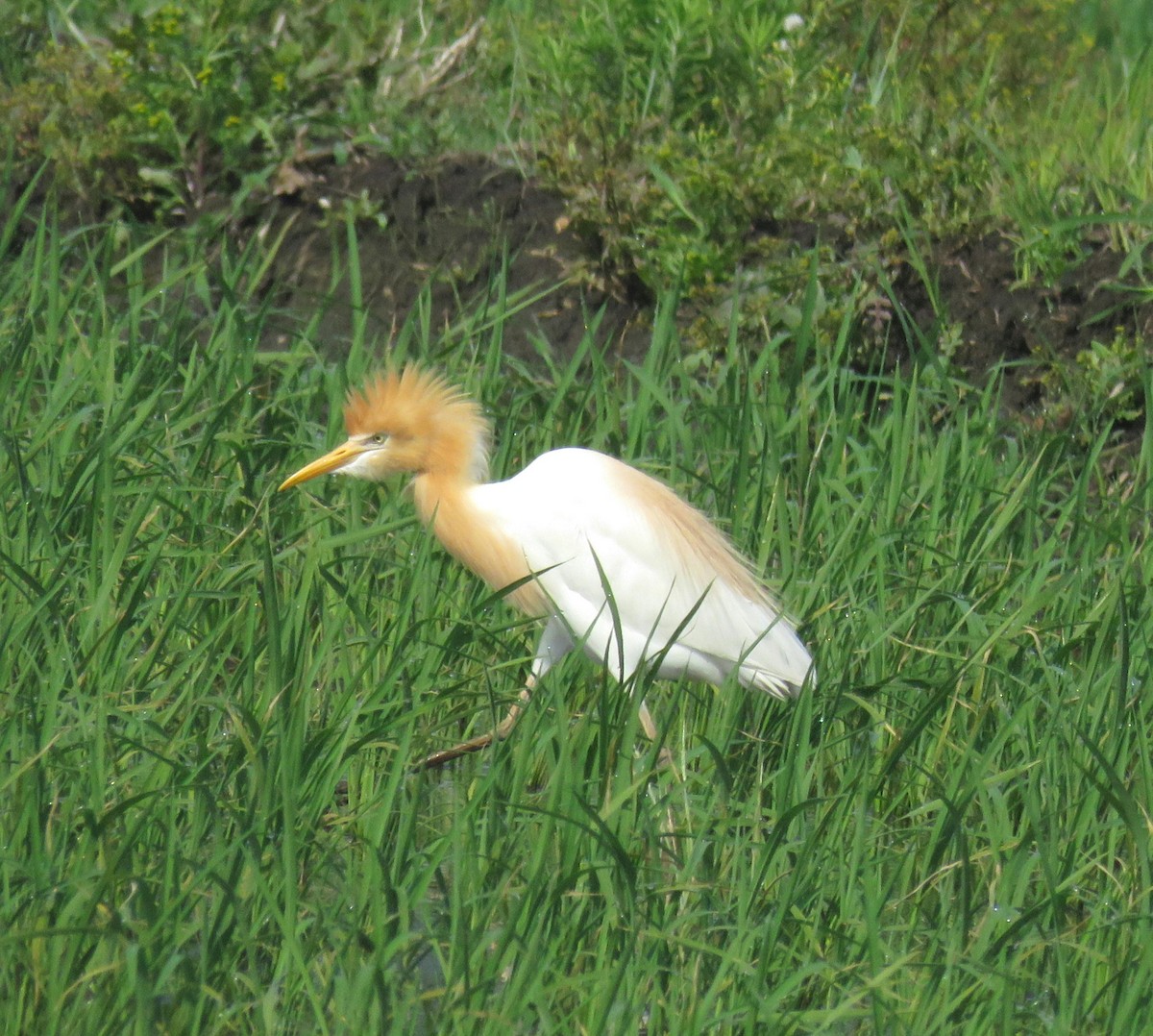 Eastern Cattle Egret - 剛弘 常世田