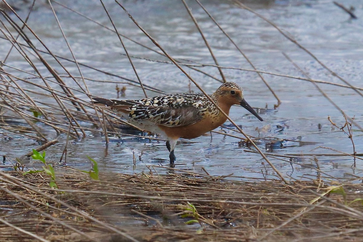 Red Knot - Eric DeFonso 🦑