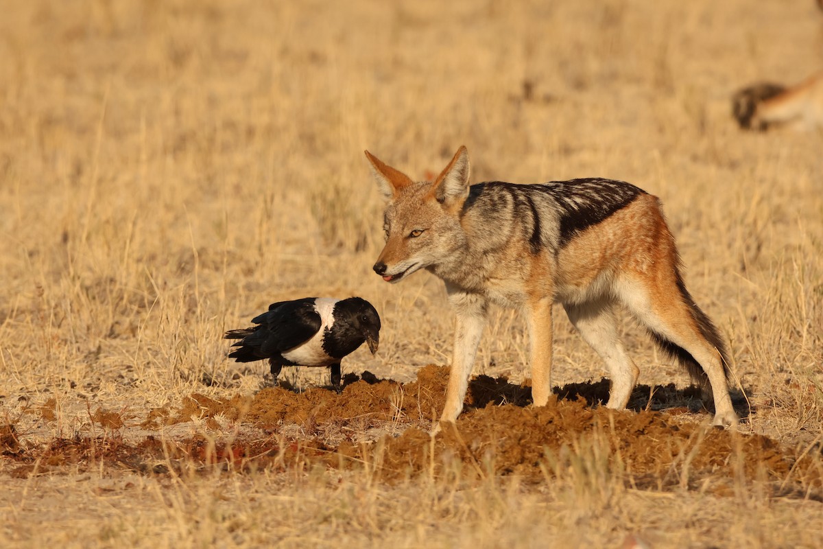 Pied Crow - ML619425781